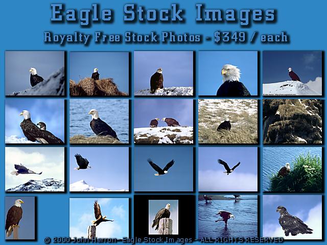 Royalty Free Bald Eagle photos.  Beautiful stock pictures of Eagles, many inflight and soaring. clipart, images, high resolution