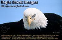 Bald Eagle Photos - Folder 2