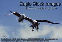 bepr-01^ - Bald eagle in-flight with sea gull