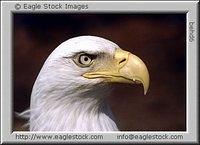 Bald Eagle Head Photos