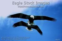 be2f1^ - 2 Bald Eagles in Formation