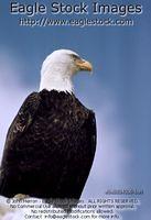 beb514336-18n^ - Bald Eagle Bust