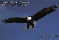 befly13^ - Bald Eagle with Talons Down