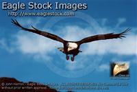 bef12^ - Stern Looking Bald Eagle In-Flight