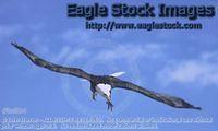 befl14^ - Bald Eagle Diving for Food