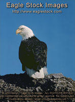 bebst9 - Bald Eagle Staring At Camera