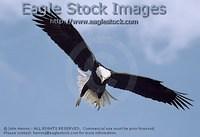 becl4^ - Bald Eagle Landing With Talons Down