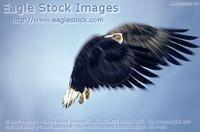 bef035029-27 - Bald Eagle Surprised In-Flight