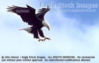 bef78267^ - Bald Eagle With Talons Down