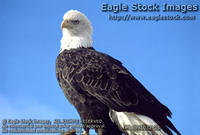 beb91032-25 - Proud Bald Eagle Perched High On A Cliff