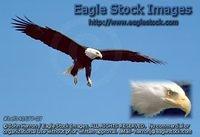 bef342677-27 - Bald Eagle In-Flight