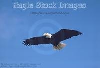 bef03 - Bald Eagle Photo - in-flight