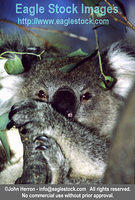 koala5^