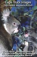koala7^