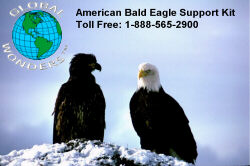 Global Wonders - American Bald Eagle Support Kit