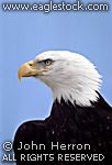 Click here for more bald eagle pictures like this one.