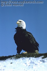 BEBST3