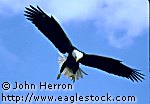 stock photo of bald eagle - stock image, wildlife photos (5966 bytes)