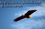 Soaring bald eagle.  Crystal clear photo with clouds and blue sky in background.