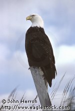 stock photo of bald eagles - stock image alaska (9345 bytes) - wildlife photos