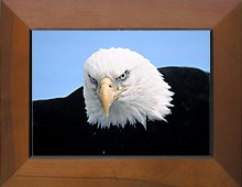 Prints of bald eagles located at eaglestock.com.  Kids Safe site!