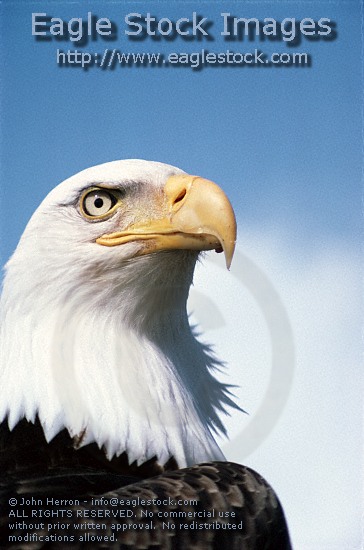 [#BEHD9]  American Bald Eagle photo - Proud American symbol of independence and freedom.  picture photo image clip-art stock photography pictures photos images soaring nobel and majestic.