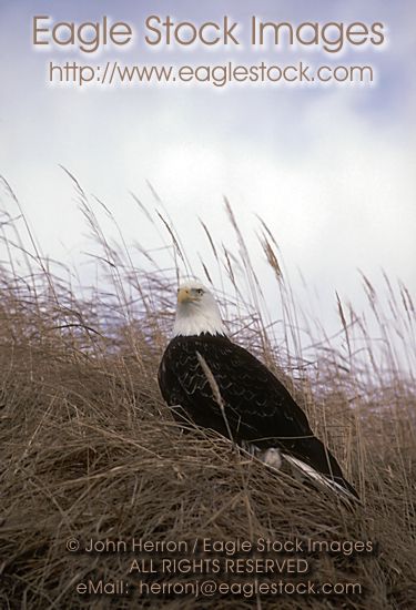 Proud Bald Eagle perched on a hill [BEPCH1]