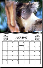Koala Bear Calendar Mother and Joey
