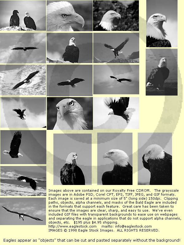 Royalty Free Photos of Bald Eagles on CDROM