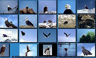 Bald Eagle screen saver from EagleStock.com.  Home of  hundreds of pictures of bald eagles.  Kid Safe site!