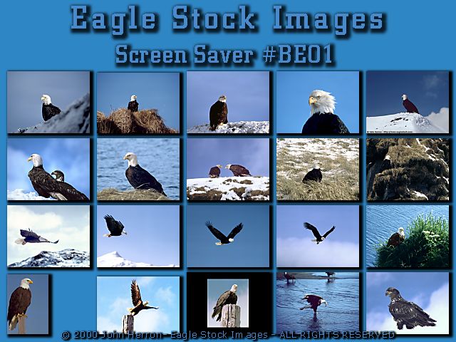 American Bald Eagle Screen Saver Thumbnails.   Be the first in your office to purchase it!
