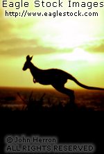 Kangaroo photo (KANG1) - picture of it hopping across beach.