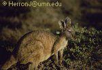 Kangaroo Photo (KANG2)