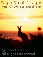 Picture of kangaroo on beach with sunset and ocean in background - kangaroo-01b~.jpg (6600 bytes)