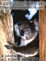 Koala Bear 1 Stock Photo