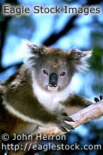 Koala 2 stock photography image