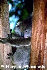 KOALA3