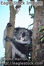 Koala Bear #4 - stock koala bear picture graphic image 