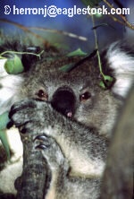 Koala 5 - photo image graphic photography
