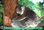 koala 6 - stock photography image royalty free koala photos