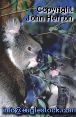 KOALA 7 - STOCK PHOTO Australia commercial pictures