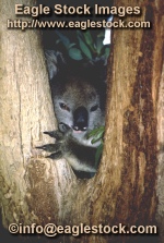 Koala 8 - stock photo