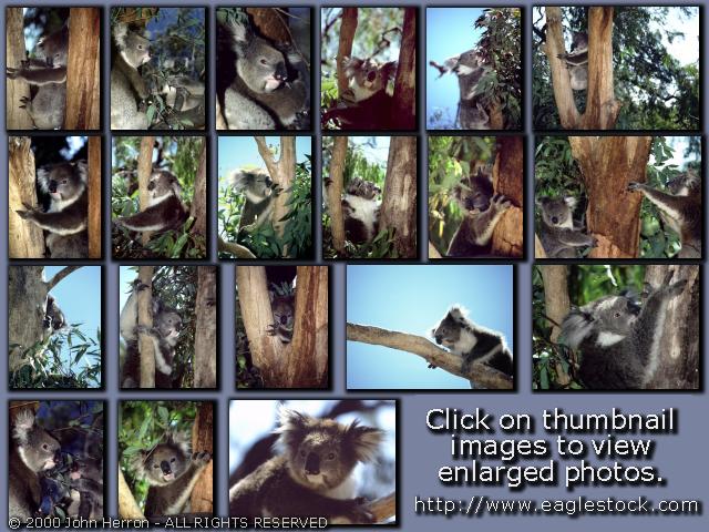 koalacontactsheet-pg2.jpg (81983 bytes)