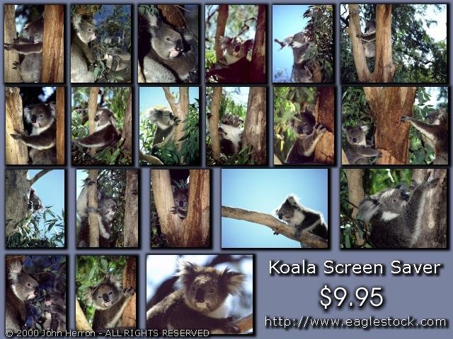 Koala Bear Screen Saver Thumbnails.  Beautiful koala pictures, cute and cuddly.  Photos of cute Koalas and koala babies.