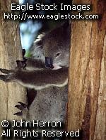 Koala Bear 3 - stock photography image