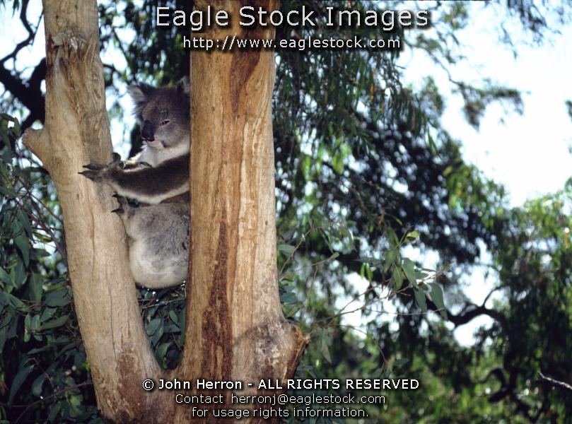 Australia Koala Bear Pictures #koala1699286-11 - Koalas are so cute.   You can have this wonderful picture hanging on a wall in your home.