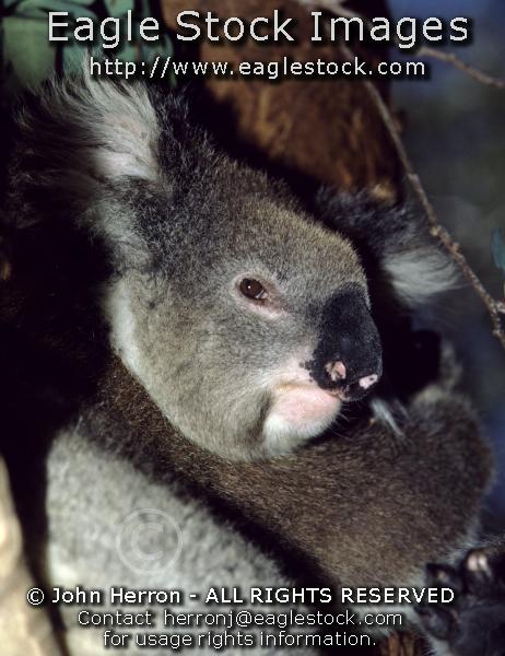 Koala Bear Pictures #koala2237067-31 - Koala's are so cute.   You can have this wonderful picture hanging on your den wall.