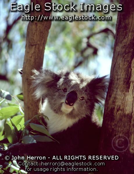 Australia Koala Bear Pictures #koala2237074-14 - Koalas are so cute.   You can have this wonderful picture hanging on a wall in your home.