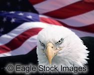 Freedom Will Prevail - Patriotic Picture of a Bald Eagle with US Flag - From american patriotism screen saver.