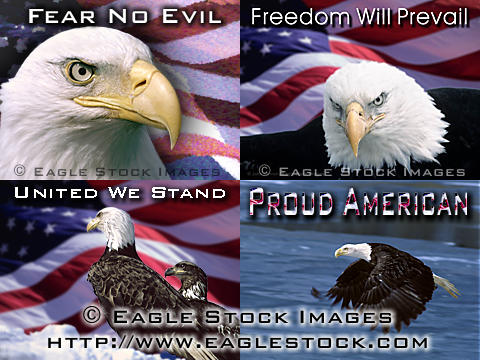 Patriotic



 bald eagle screen saver.